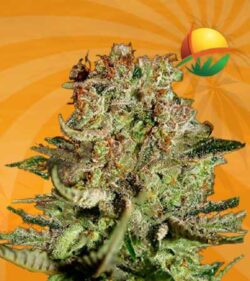 super bud autoflower 1