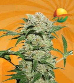 thin mint autoflowering marijuana seeds