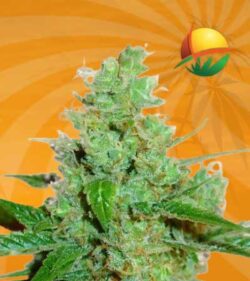 Black Widow Auto Feminized Marijuana Seeds 1
