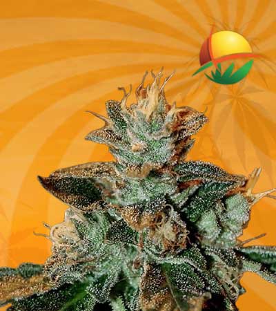 Cataract Kush Feminized Marijuana Seeds
