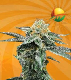 Kosher Cookies Fem