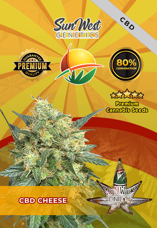 CBD Cheese (1:1) Marijuana Seeds