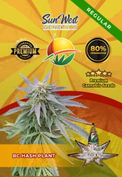 BC Hash Plant Regular