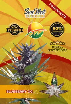 Blueberry OG Feminized Marijuana Seeds