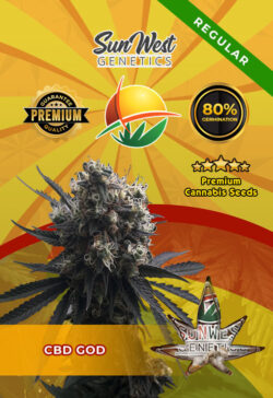 CBD God Regular