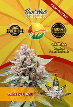 Cherry Punch Feminized