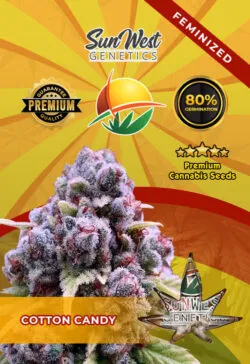 Cotton Candy Feminized