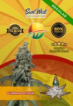 Durban Poison Regular