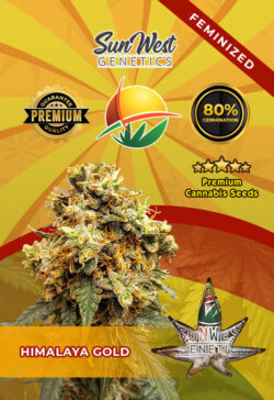Himalaya Gold Feminized