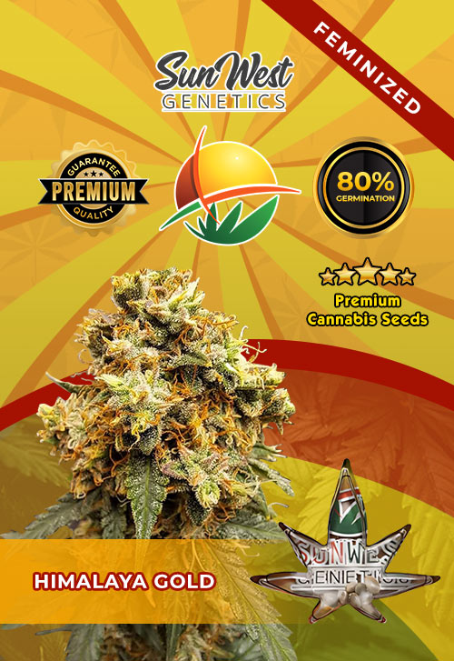Himalaya Gold Feminized