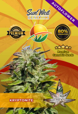 Kryptonite Autoflowering