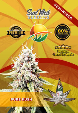 Pure Kush Feminized