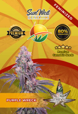 Purple Wreck Feminized