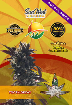 Tooth Decay Autoflower