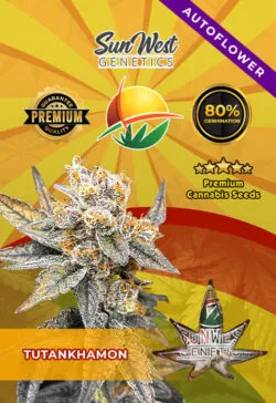 Tutankhamon Autoflowering Marijuana Seeds