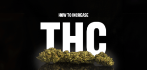 How to Increase THC
