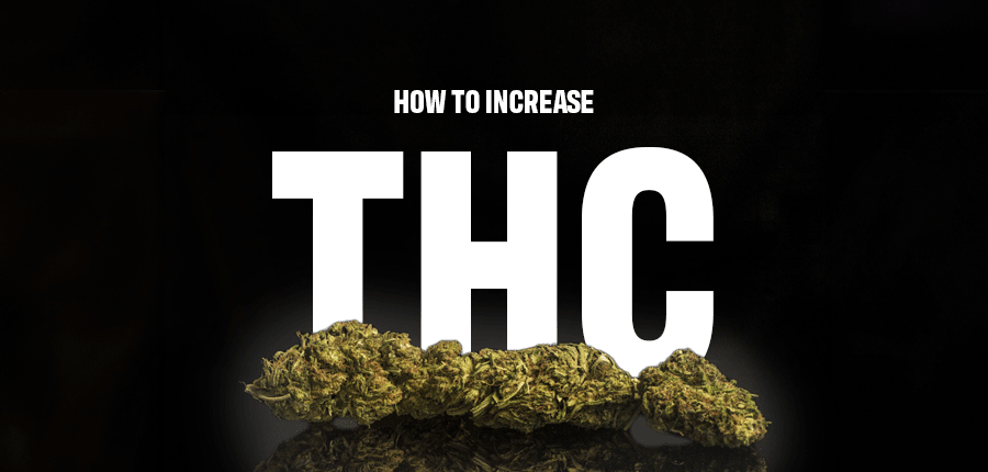 How to Increase THC