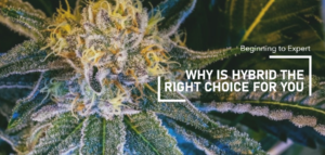 why hybrid cannabis is the right choice