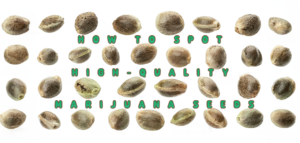 identifying high quality marijuana seeds