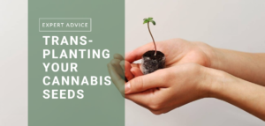 transplanting cannabis
