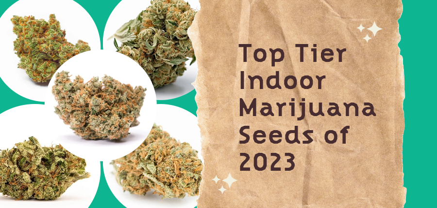 indoor marijuana seeds in 2023
