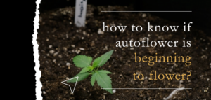 growing autoflower marijuana seeds indoors