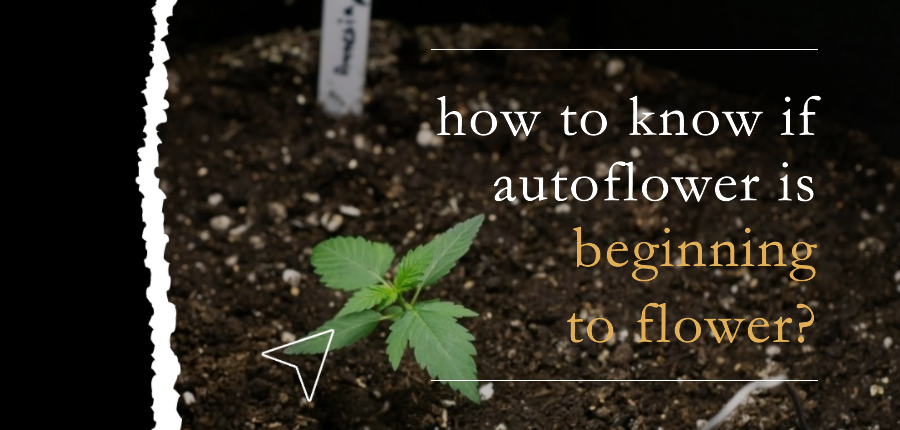 autoflowering marijuana seeds