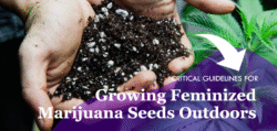 growing feminized marijuana seeds outdoors