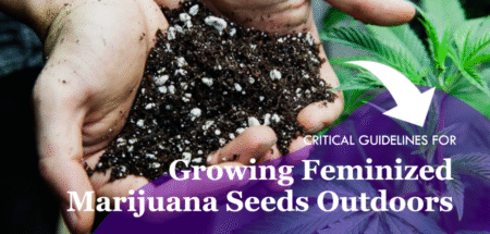 growing feminized marijuana seeds outdoors