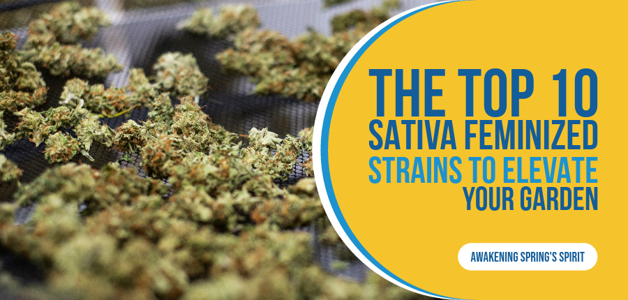 Sativa Feminized Strains