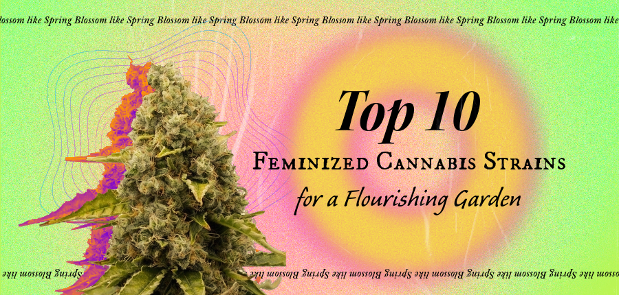 Feminized Cannabis Strains