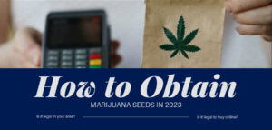 buy marijuana seeds in 2023
