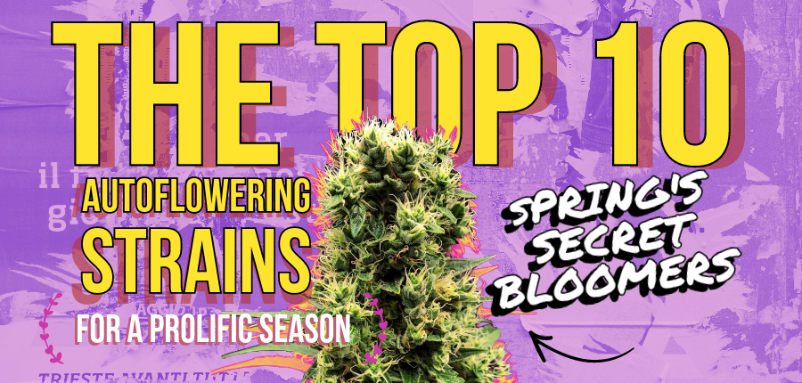 Autoflowering Strain