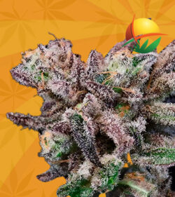 Banana Cream Sundae Strain