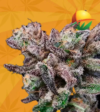 Banana Cream Sundae Strain