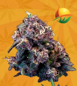 Berry Pie Strain