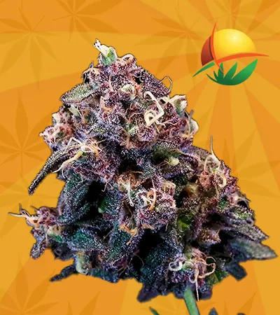Berry Pie Strain