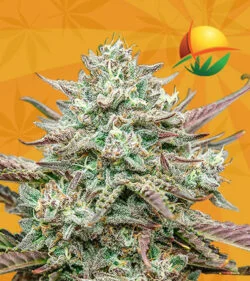 Face Fat Strain
