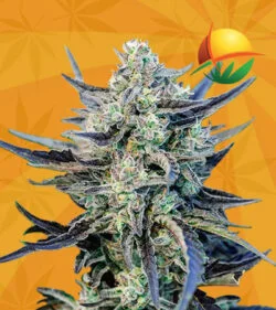 Fog Dog Strain