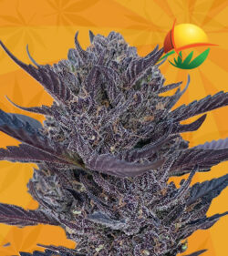 GMO 8 Strain