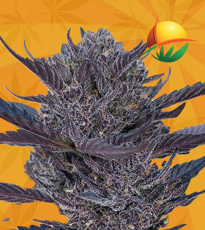 GMO 8 Strain