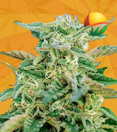 Grease Gun Strain