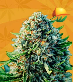 Gummibears Strain