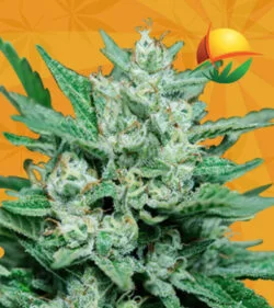 Papa Smurf Strain