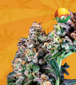 Purple Punch Strain