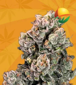 Slurpicane Strain