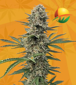 Space Panda Strain