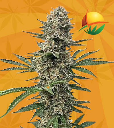 Space Panda Strain