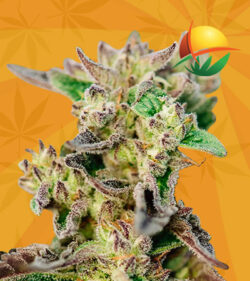 Tricross Strain