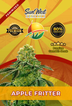 Apple Fritter Strain